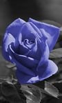 pic for blue rose 